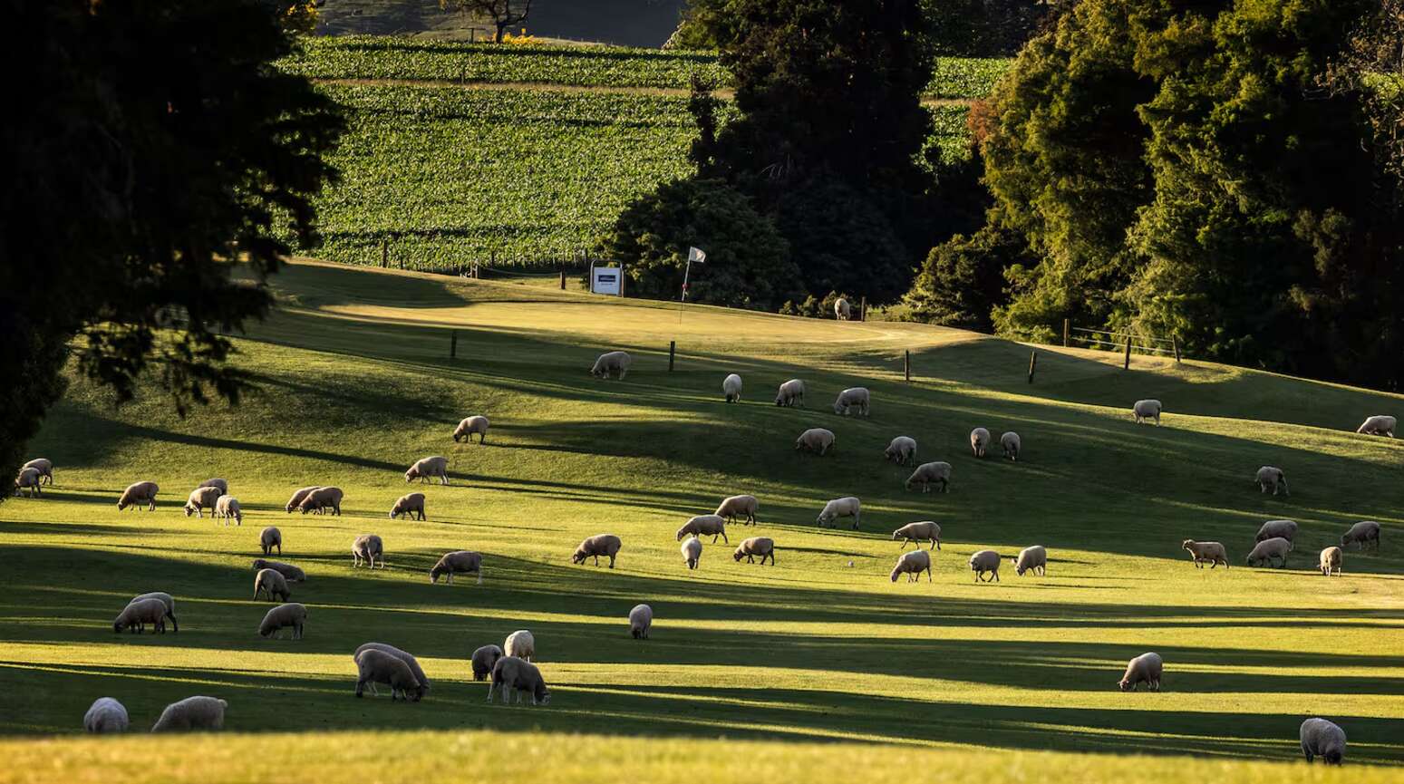 Kiwi-gholfbaan pos skape ná 55 jaar ten gunste van grassnyers