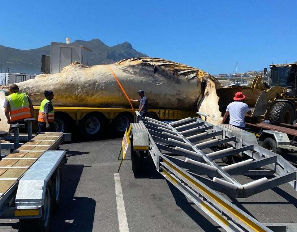 It took 36 hours for authorities to dispose of 14m humpback whale found dead off Cape coastline