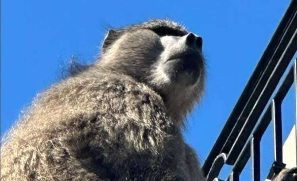 Jungle Bells: Baboon visits CT Atlantic Seaboard, evades capture, causes potential road closures