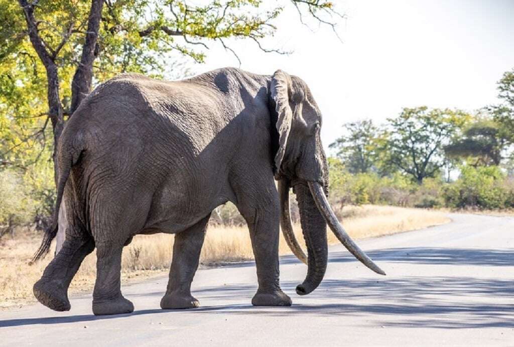 Spanish tourist killed by protective matriarch elephant in Pilanesberg National Park