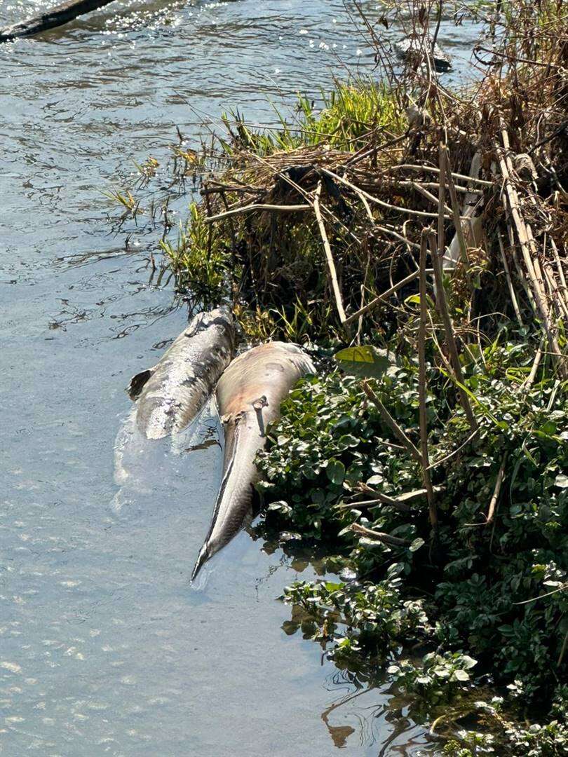 Besoedelde Jukskei: Rioolpyp in Alexandra word herstel