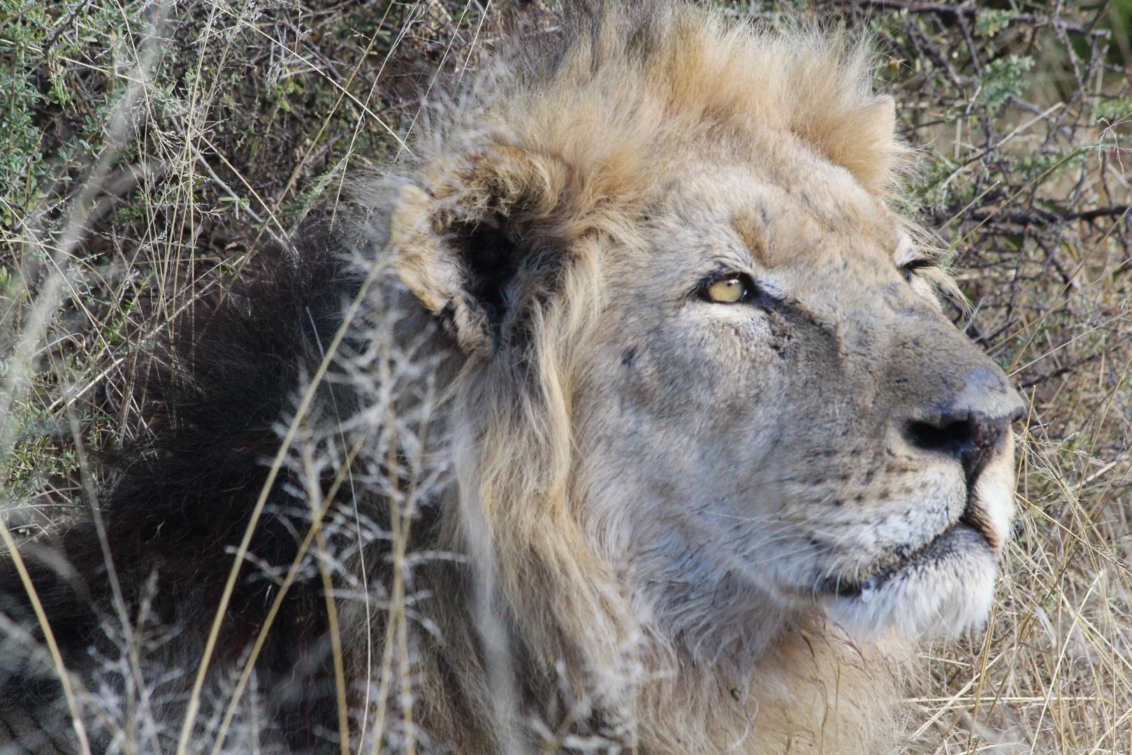 Witwarm nuwe leeu-gene vir Bergkwaggapark buite Nxuba
