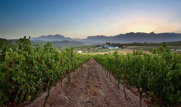 Wyne waar terroir seëvier, kan vir kompetisie (met nuwe kategorie) inskryf
