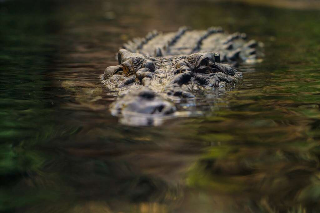 Child missing after suspected crocodile attack in Australia