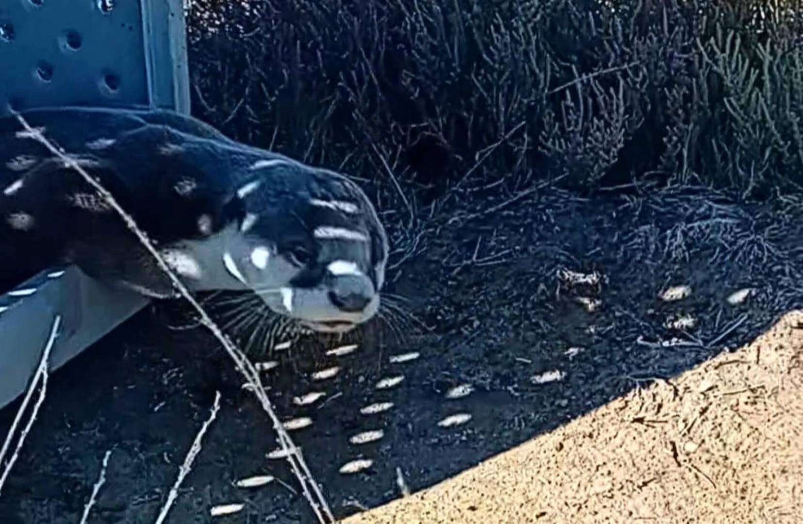 Slangvanger kom help toe otter Velddrif op hol jaag