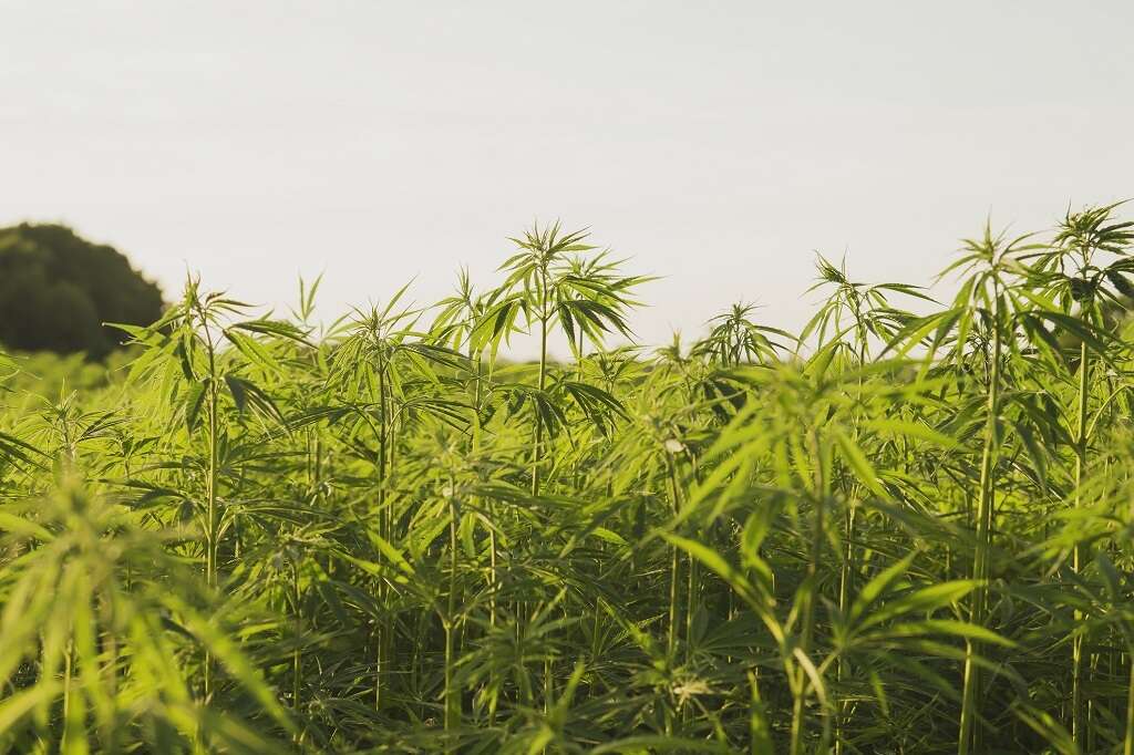 Hemp among 7 industries to keep Mpumalanga's economy growing after coal power shuts down - report