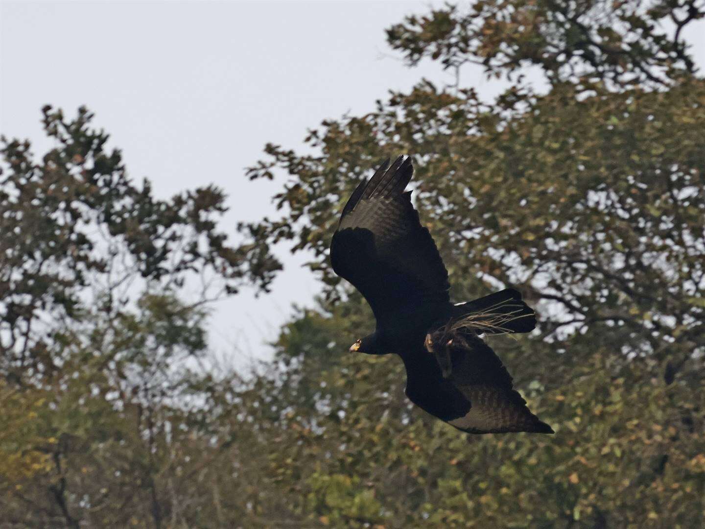 Groot vreugde oor nuwe witkruisarend-kuiken in botaniese tuin