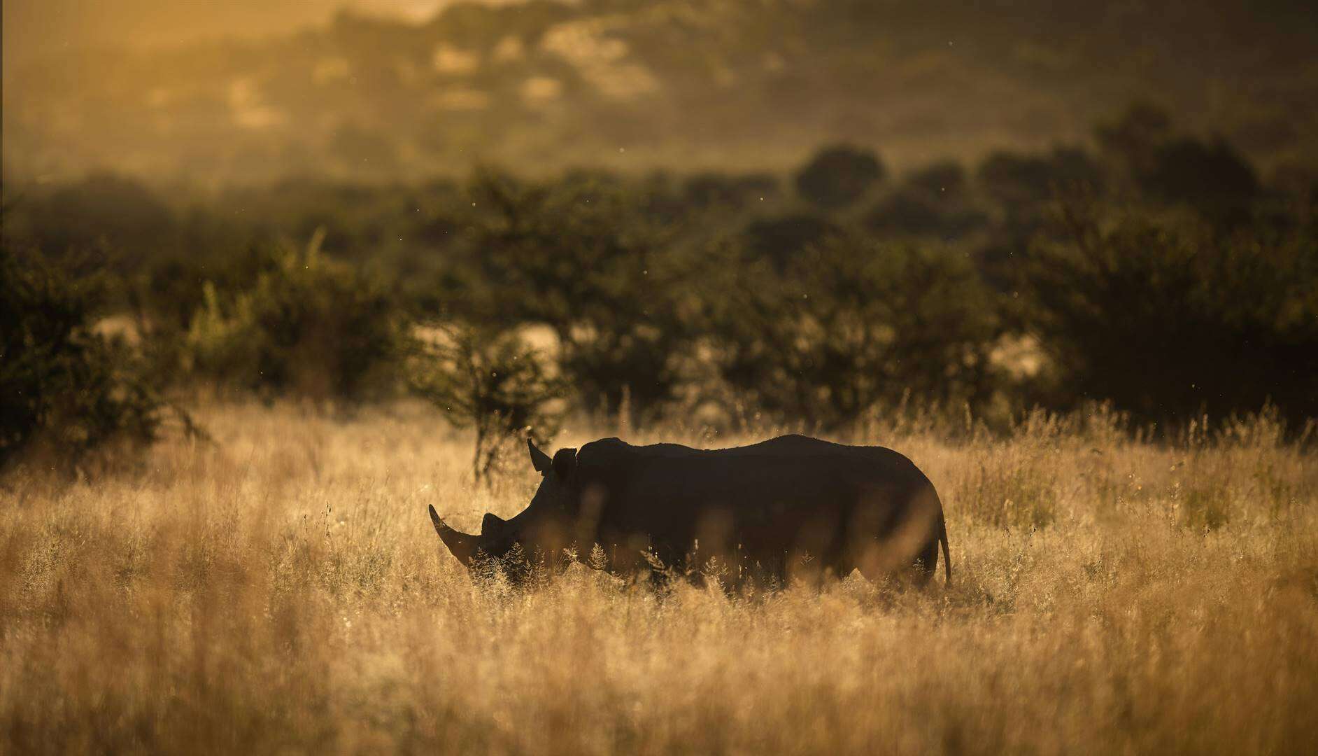 Minder renosters in 2024 in SA gestroop, maar kommer oor Kruger