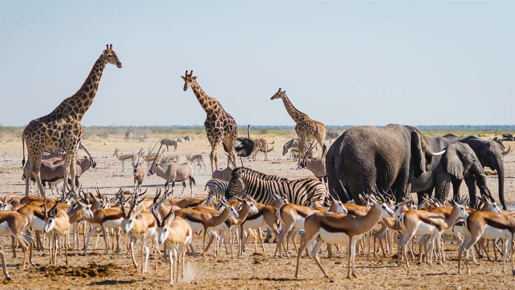 Storm oor Namibië se plan om 723 stuks wild in droogtetyd uit te dun