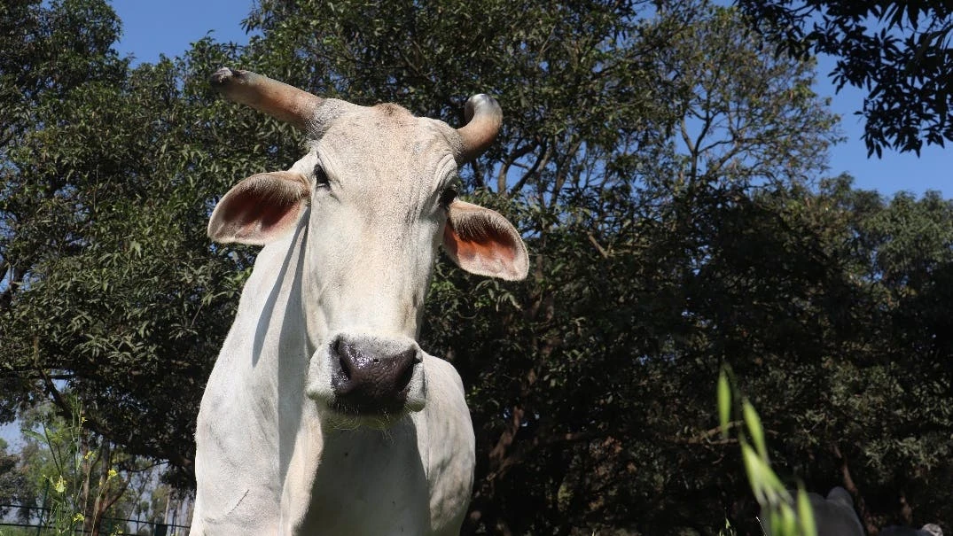 ‘Wise’ bull named after Sir David Attenborough to mark 100th birthday