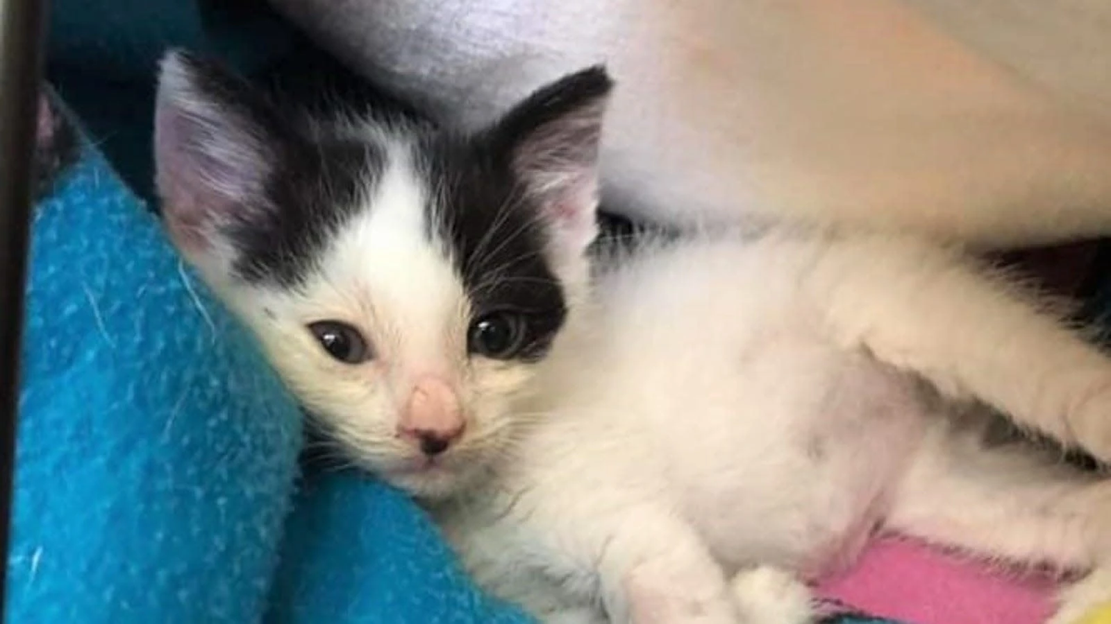 Kitten rescued after getting trapped inside lorry trave…