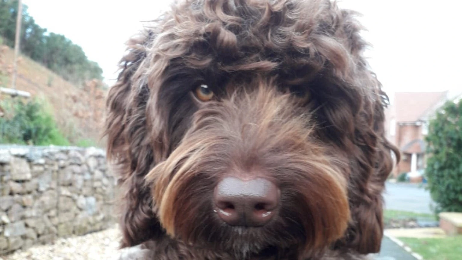 Emergency service’s ‘amazing’ therapy dog saves woman’s…