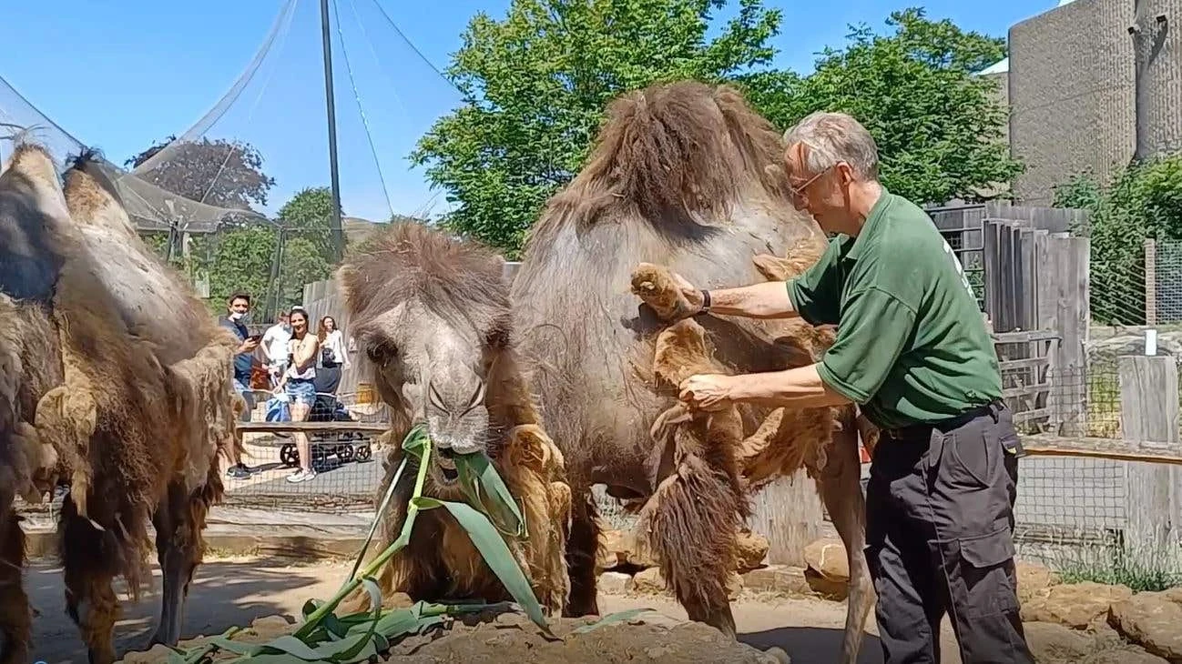 Zoo’s camels get a haircut on the hottest day of the ye…