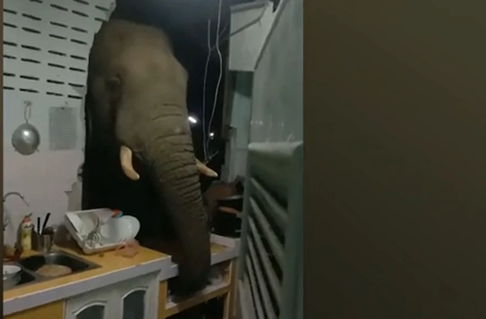 Hungry wild elephant smashes its head through kitchen w…