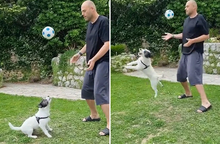 Meet 'Luka Dogric' the Croatian terrier with superb bal…