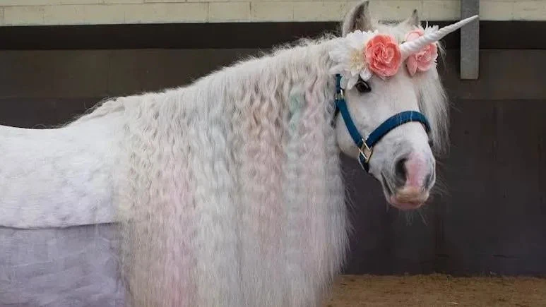 Disability horse-riding centre saved from closure