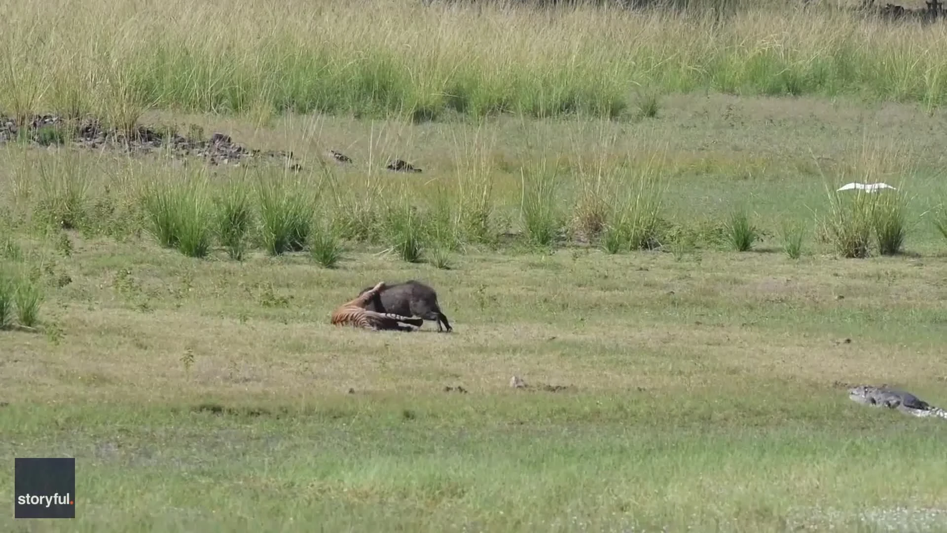 Sneaky croc wants a piece of tiger's catch