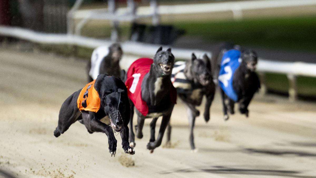 Ban on greyhound racing to come in ‘as soon as practicably possible’ in Wales