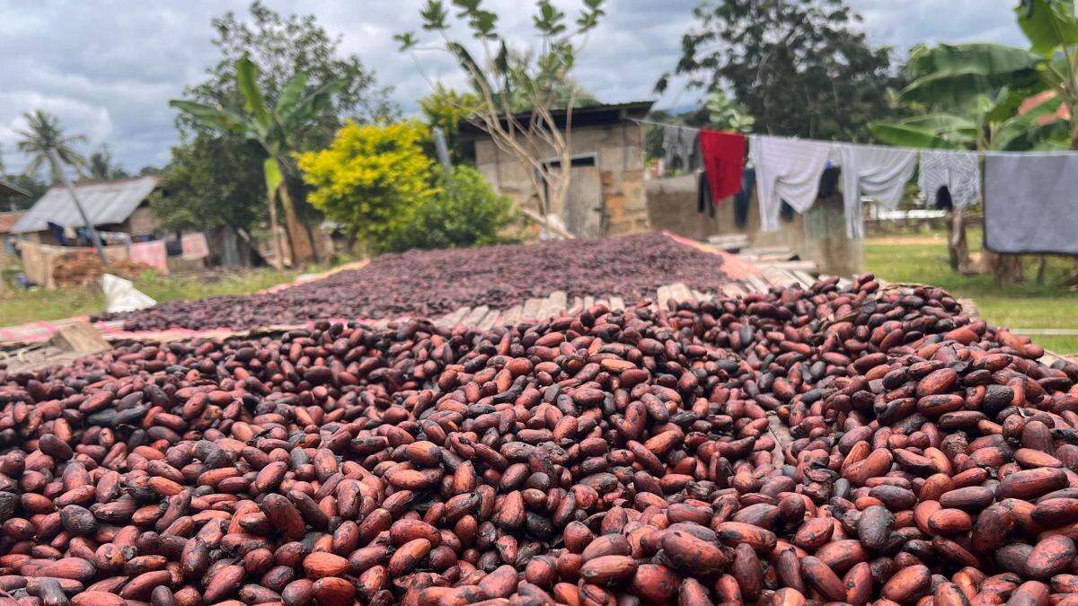 Climate change threatens Valentine’s Day gift of chocolates, charity warns