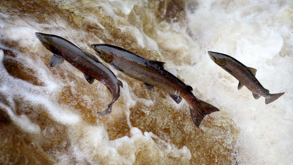 Salmon stocks at lowest levels on record in England’s rivers, report warns