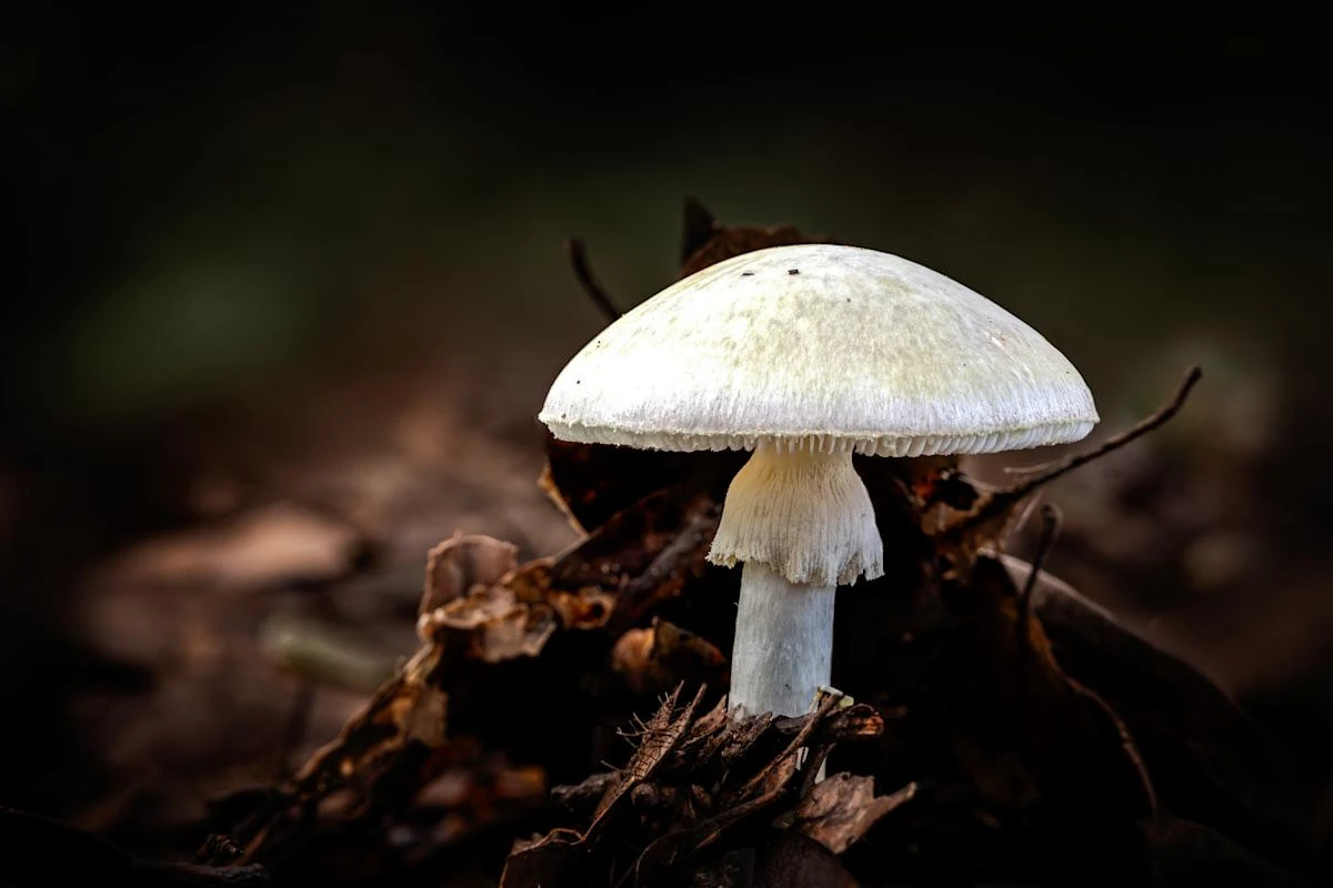 How deadly are death cap mushrooms and how can you identify one?