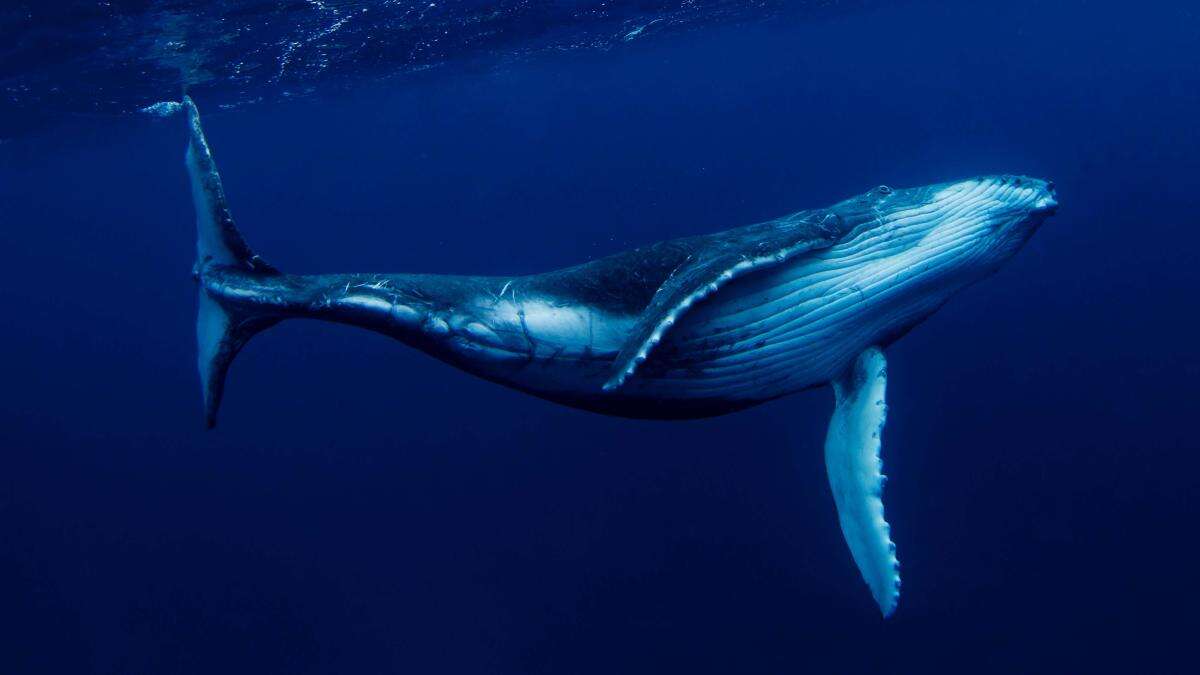 Rescuers work to free whale entangled in rope