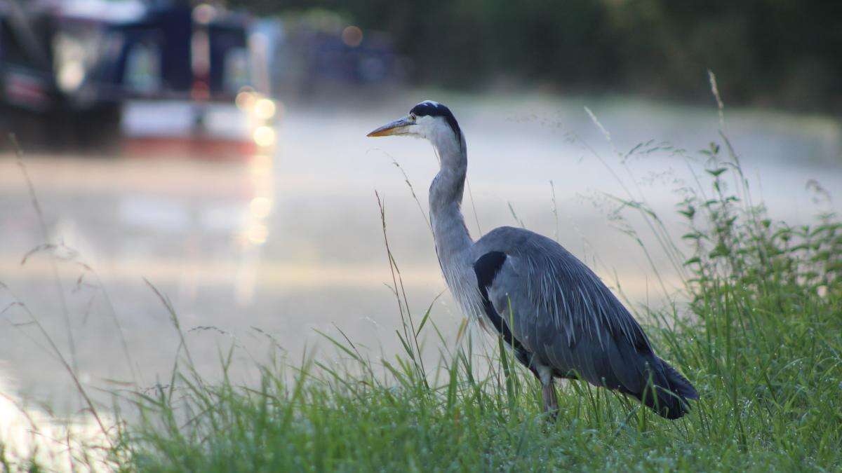 Canal network’s ‘ecological footprint’ mapping shows its value for nature