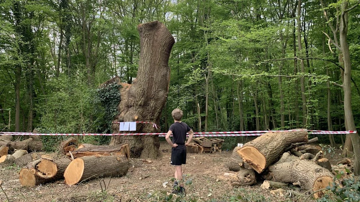 Toby Carvery under fire over felling of centuries-old tree in north London