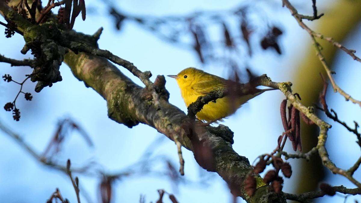 Birdwatchers flock to see ‘extremely rare visitor’ from North America