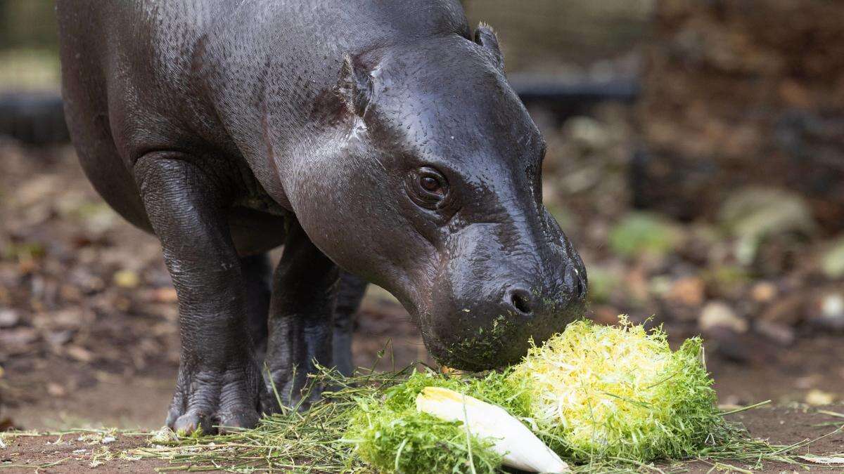 Gorillas and a pygmy hippo enjoy Covent Garden fruit and veg to mark anniversary