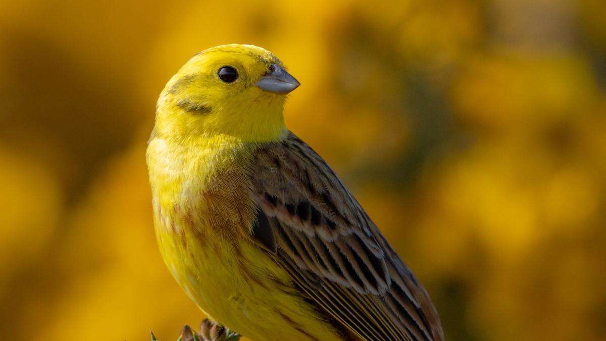 ‘Iconic birds’ feature among top images in national park photography competition