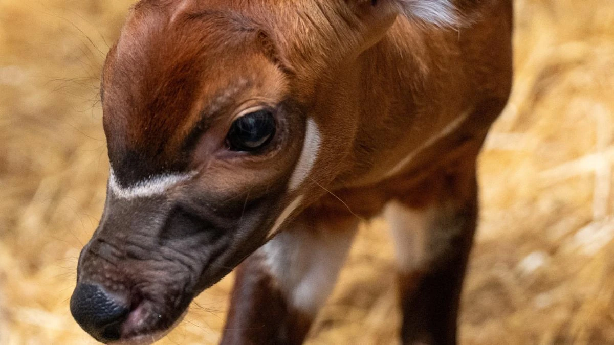 Birth of rare female eastern mountain bongo ‘significant milestone’ for species