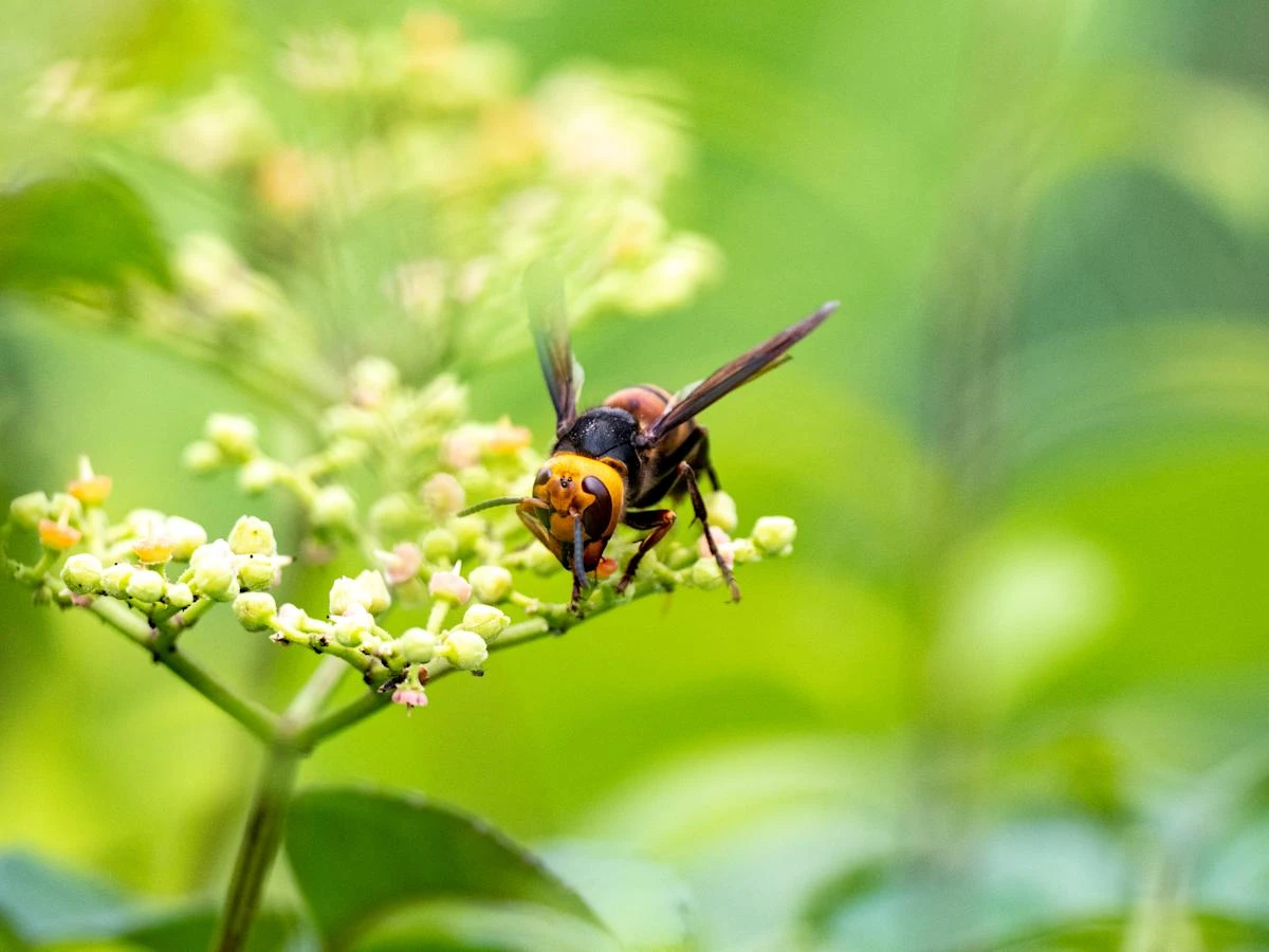 What to do if an Asian hornet stings you and when to know if it's an emergency