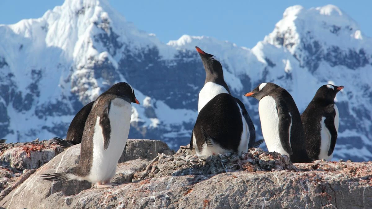 PenguinsAgainstTrump: Tariffs on remote island spark online movement
