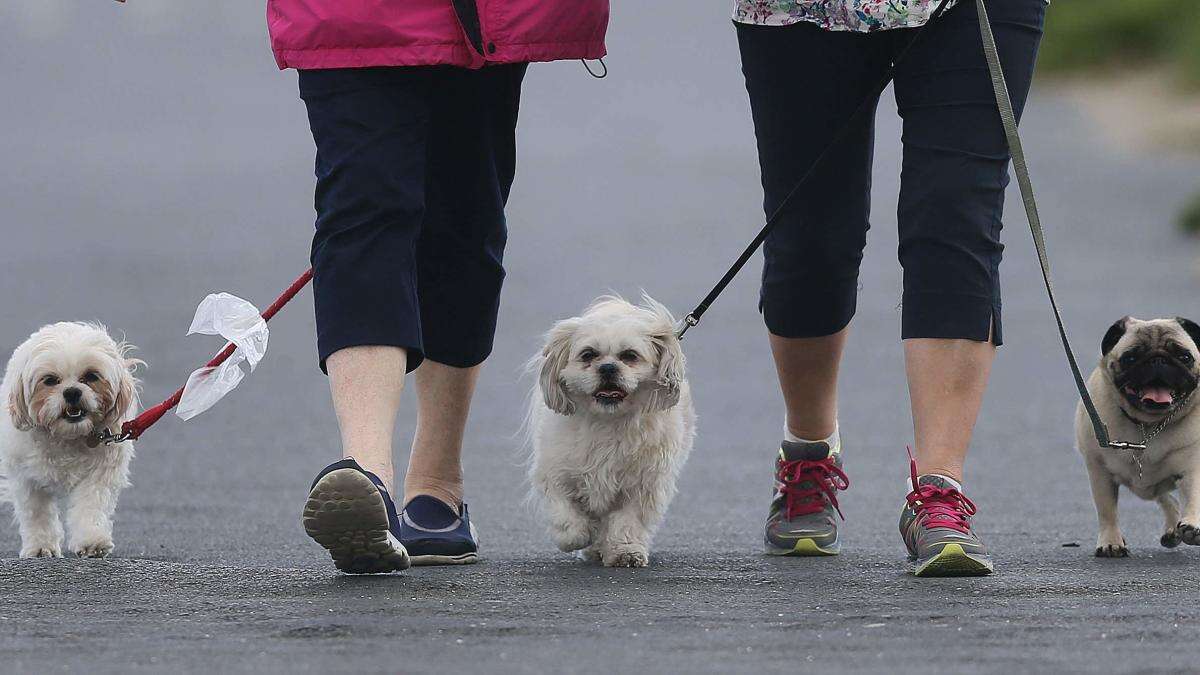 Clocks changing can trigger anxiety and upset stomach in pets, expert warns