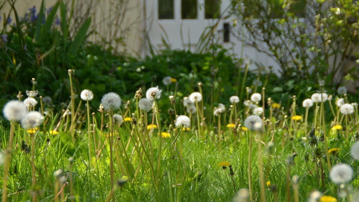 Gardeners urged to stop thinking of wildflowers as weeds as no mow May kicks off