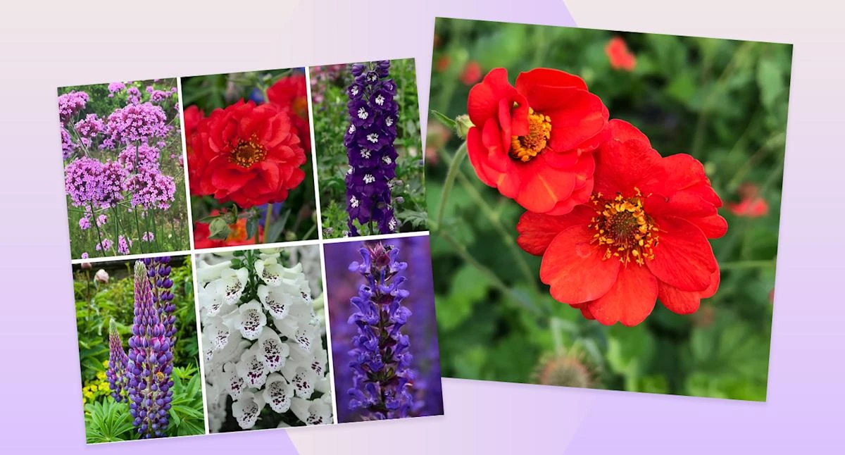 This Chelsea Flower Show plant bundle has 50% off