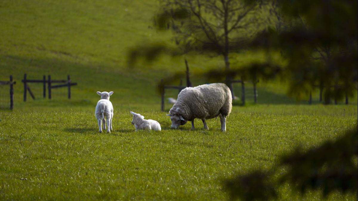 MPs urge Government to reverse ‘devastating’ inheritance tax on farmers