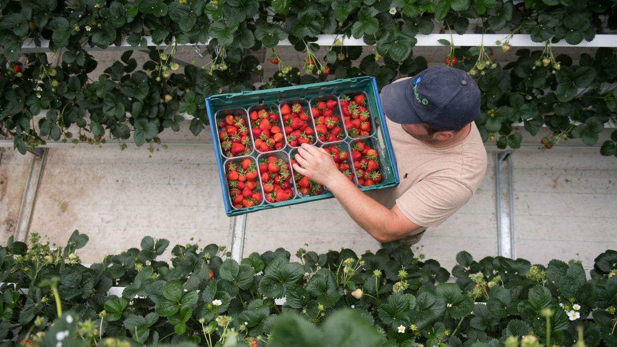 Growers promise UK strawberries for the Christmas table thanks to new method