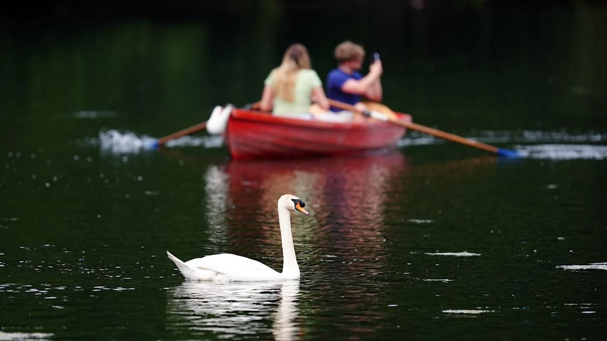 Fact check: Are migrants catching and eating swans and carp?
