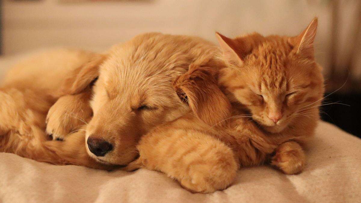 If you want your new puppy to get along with your cat, introduce them gradually