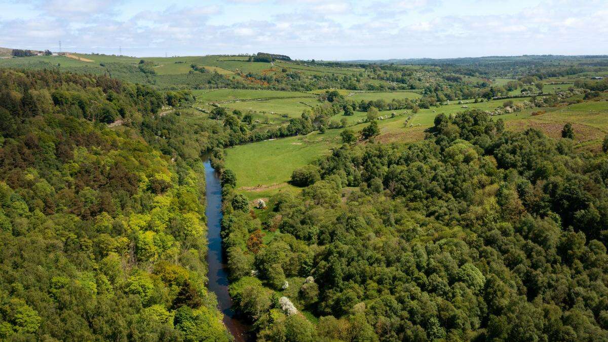 Wildlife groups secure bid to buy vast Northumberland estate for nature recovery