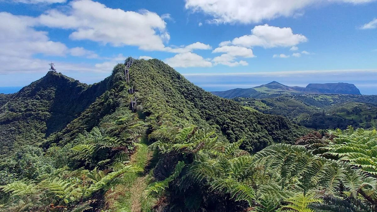 Lemurs, eagles and St Helena’s cloud forest receive UK conservation funding