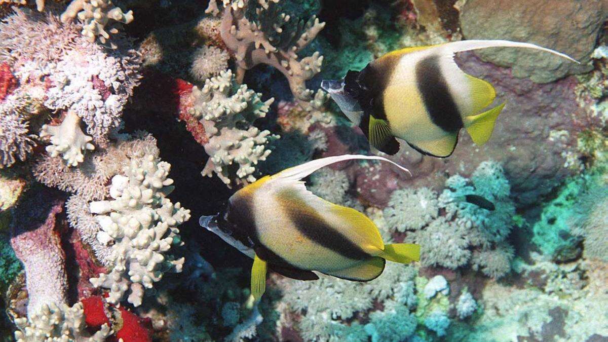 Researchers discover world’s largest coral in the Solomon Islands