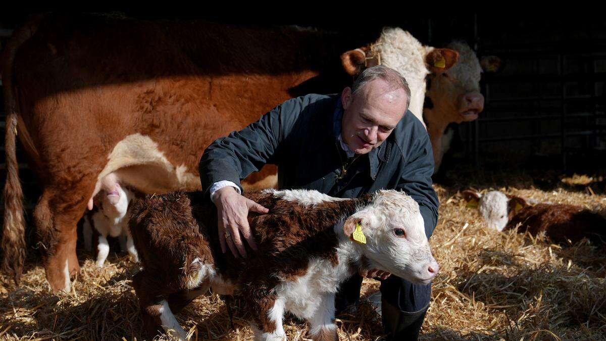 Davey mucks out and handles calves in latest stunt over farm inheritance tax