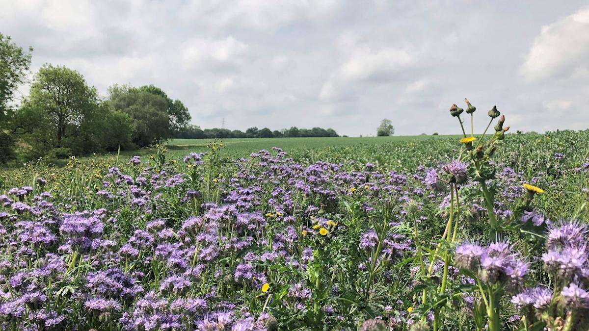 Government under fire over abrupt closure of key nature-friendly farming scheme