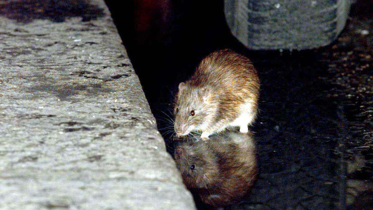 Widespread flooding has created ‘ideal conditions’ for rodents