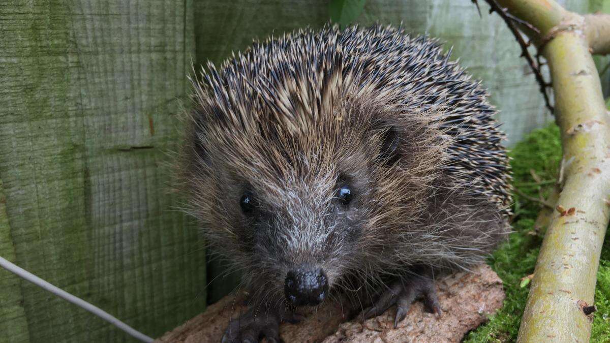 National conservation strategy launched to halt declining hedgehog numbers