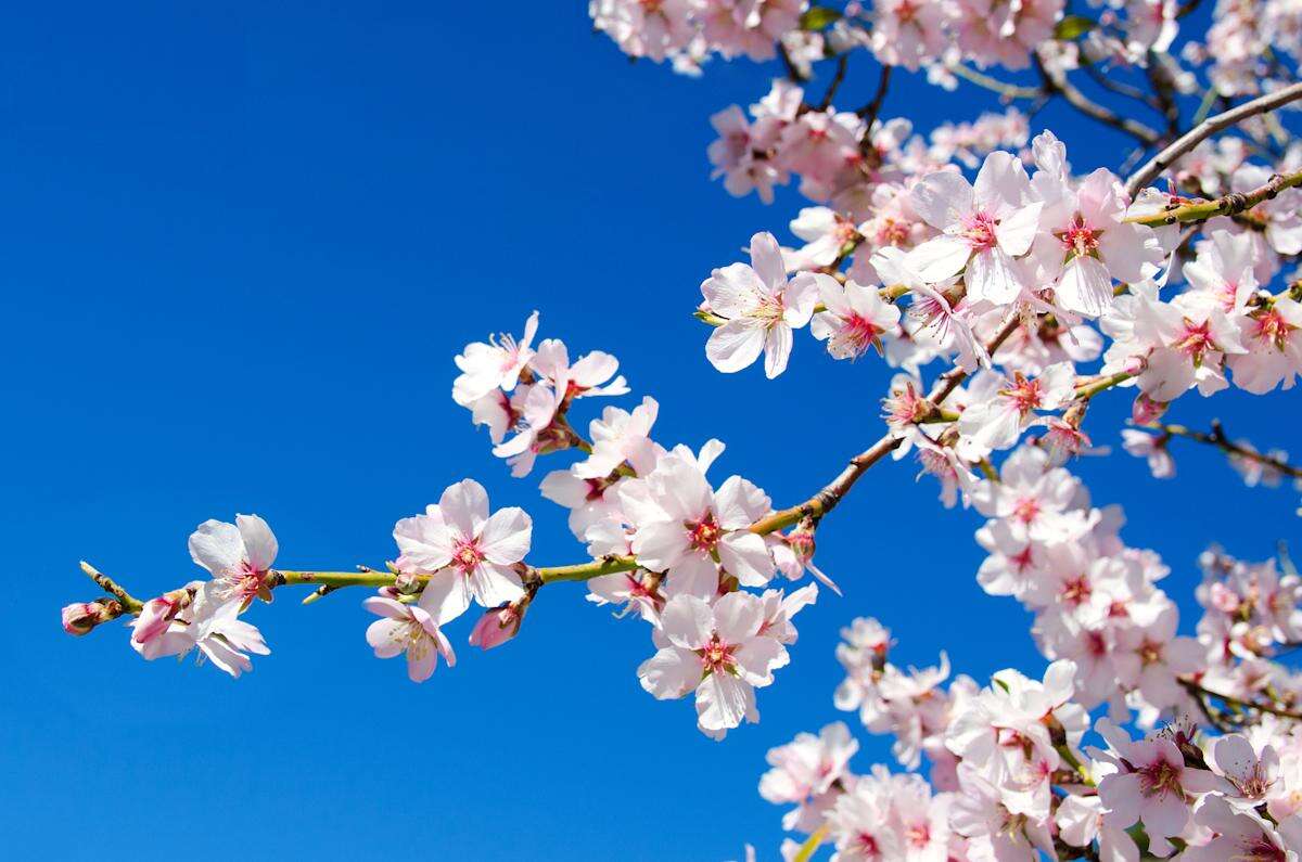 12 of the best places to see spring blossom in the UK