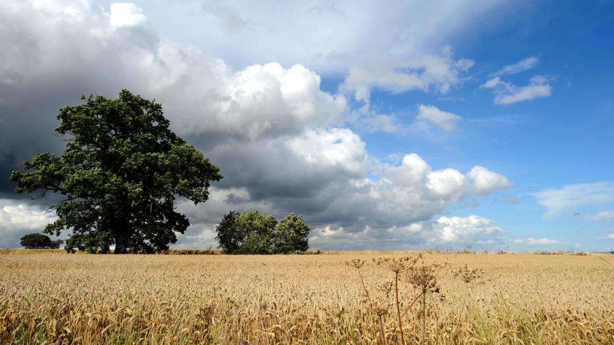 Government warned of ‘massive own goal’ if it fails to deliver on farming budget